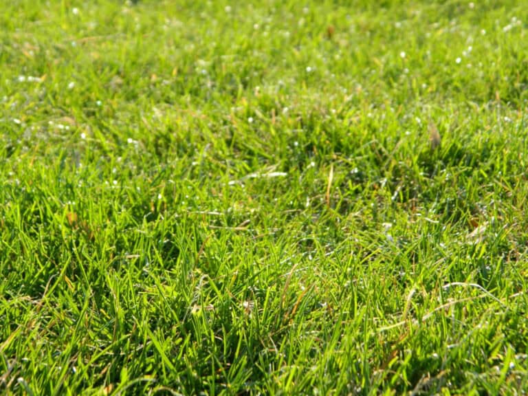 Gras groeit ongelijk