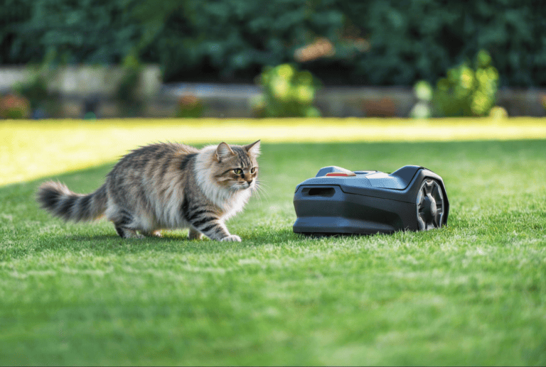 Is een robotmaaier gevaarlijk voor een kat?